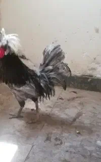 خروس لهستانی و خروس جاپنیز