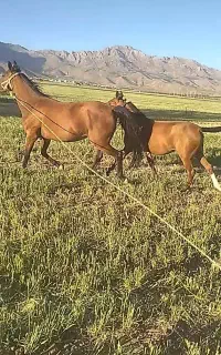 کره مادیان فروشی
