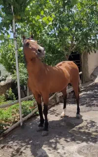اسب نریون