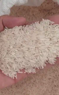 برنج فجر و سرلاشه ایرانی محلی شمال