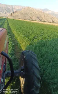 فروش یونجه درجه 1 و خالص