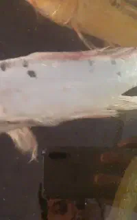 کوی سی سانتی باله بلند
