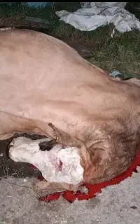 خریدوفروش گاو گوسفند شکسته حذفی