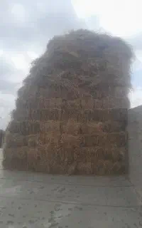 علف