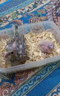عروس هلندی جوجه ۲۰ روزه و یک ماده ۷ماهه