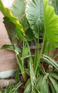 گیاه بابا آدم بزرگ ،پاجوش دار