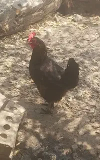 مرغ‌وجوجه‌خروس