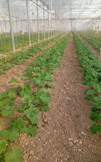 خرید گلخانه