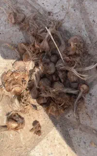 پیاز زعفران