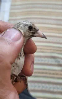 جوجه سهره