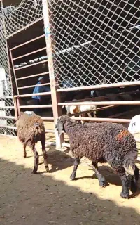 سه راس بره  افشاری دانه ای ۱۶،۵۰