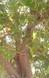 درخت توت برای کسانی که کرم ابریشم دارند