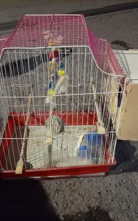 قفس پرنده