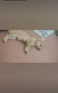 گمشده