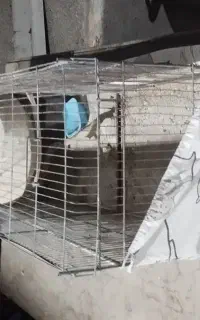 قفس