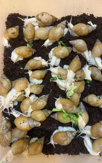 فروش حلزون آچاتینا آلبینو