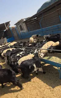 ۱۰۰ راس بزغاله نر