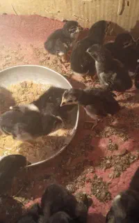 فروش جوجه لاری وجوجه اردک وجوجه رنگی