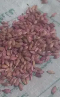 جو بوجاری شده بذری