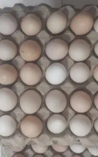 تخم مرغ محلی اصل