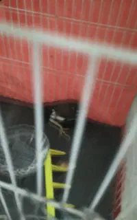 قفس پرنده