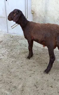 بره قوچ همو