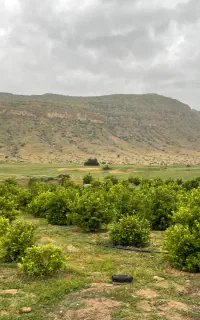 نیازمند تابعه افغان برای باغ و پروار بندی