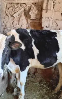 فروش فوری