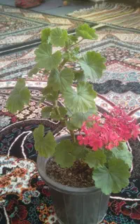 گل شمعدونی پرورشی