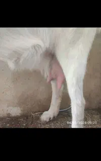 شیر بز خالص هر روز صبح تازه و پرخاصیت