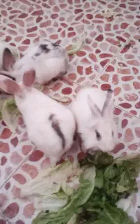 خرگوش