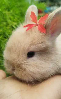 لوپ قهوه‌ای مناسب