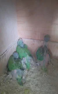جوجه ملنگو سرلاکی حلقه پا