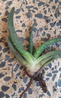 کاکتوس  (گاستریا) ۱۰ هزار تومن