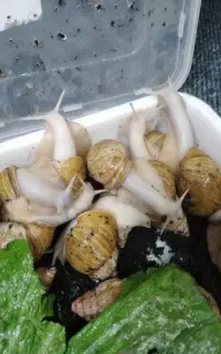 حلزون البینو مولد.