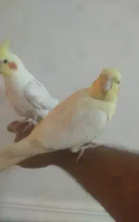 عروس هلندی سخنگو فول دستی
