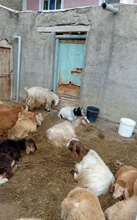 چهارعدد بزجوان دوتا بزغاله داردوسلام هم آبستن