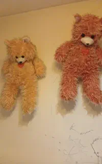 دو  عدد خرس