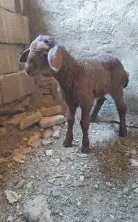 بره شیری ۴۰روزه