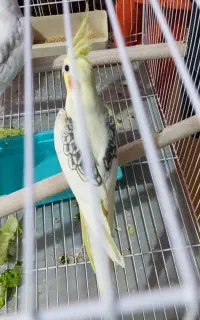 جفت عروس هلندی دوکت