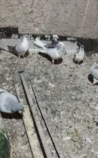 کبوتر موغلف آماده ساز شدن