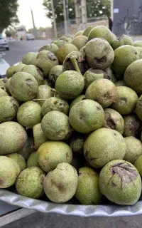 گردو تر