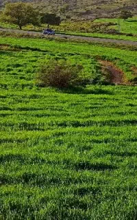 نیازمند چوپان