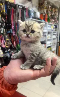 گربه اسکاتیش گردالو صورت خرسی مجموعه گربه