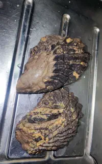 سنگ فسیلی