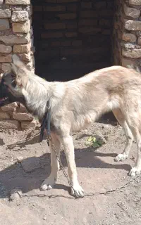 سگ سرابی ماده 5 ماهه