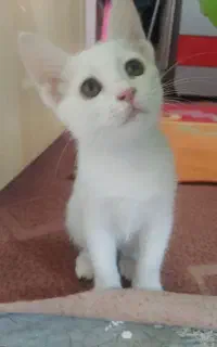 بچه گربه