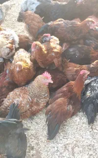 نیمچه خروس محلی 5ماهه