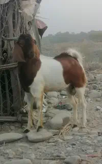 پاچن اصیل
