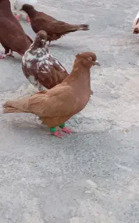 ۳تا نر
